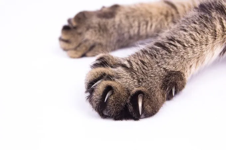 Paws and claws